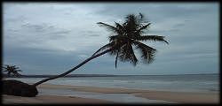 Vue panoramique: La plage de Mui Ne (188Ko)