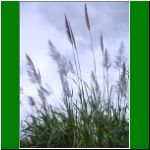 bmt_01.html